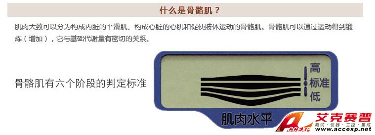 肌肉水平判定 肌肉水平判定